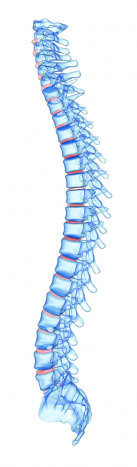 spine